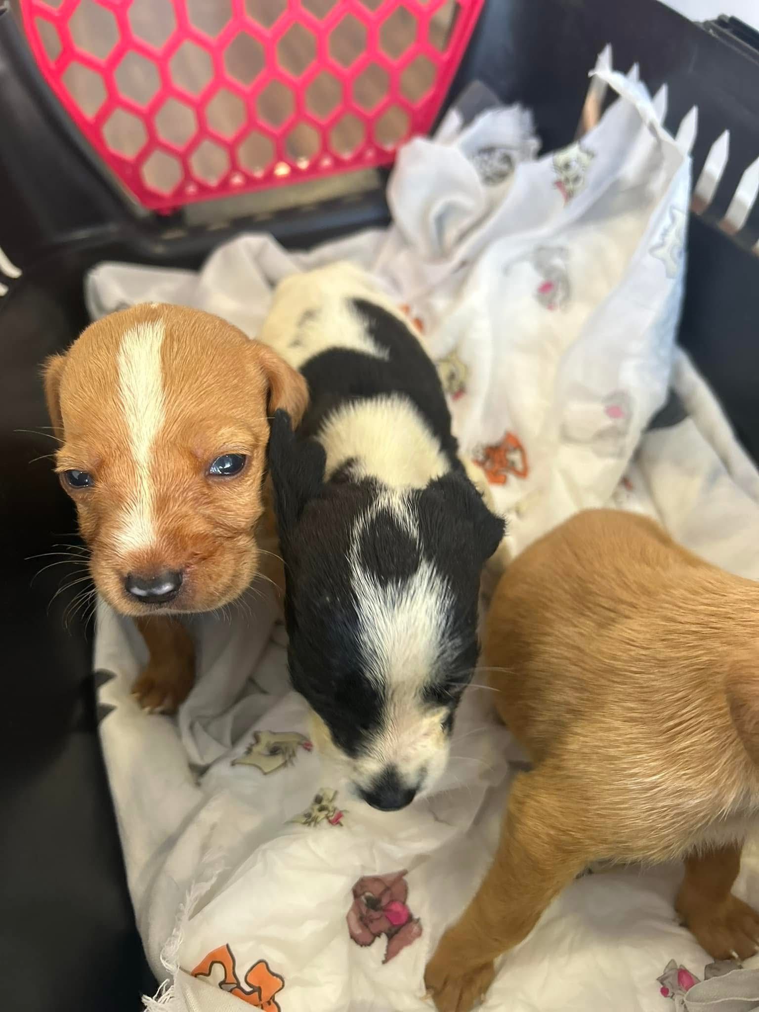 Two rescue puppies resting in a carrier at iVet Animal Clinic
