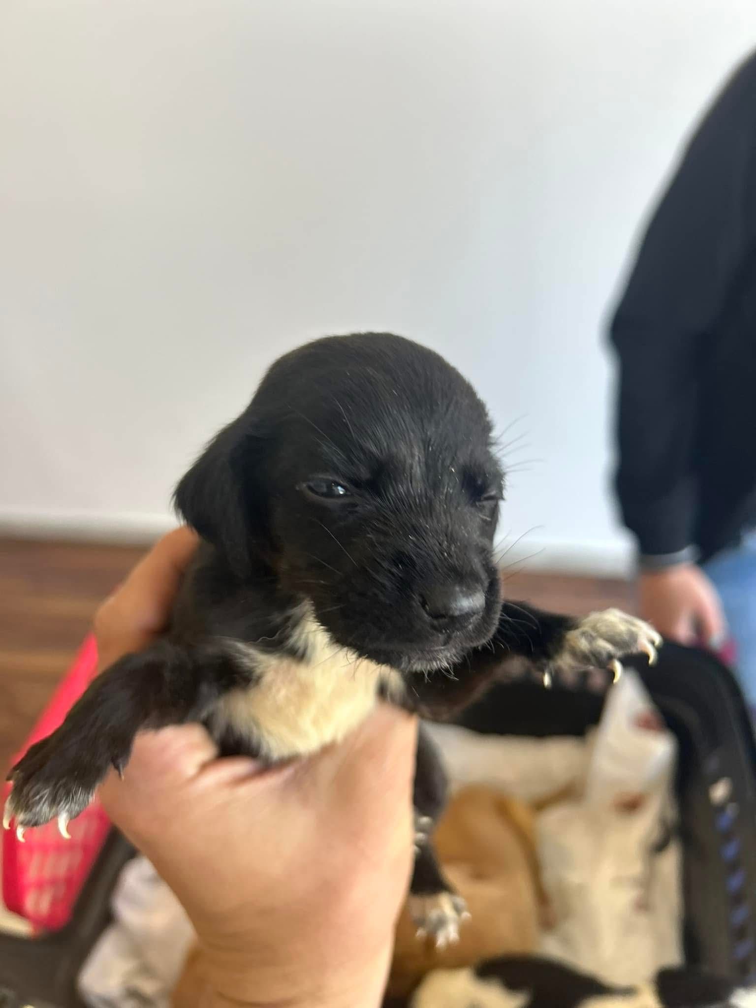 A young rescue puppy being cared for at iVet Animal Clinic