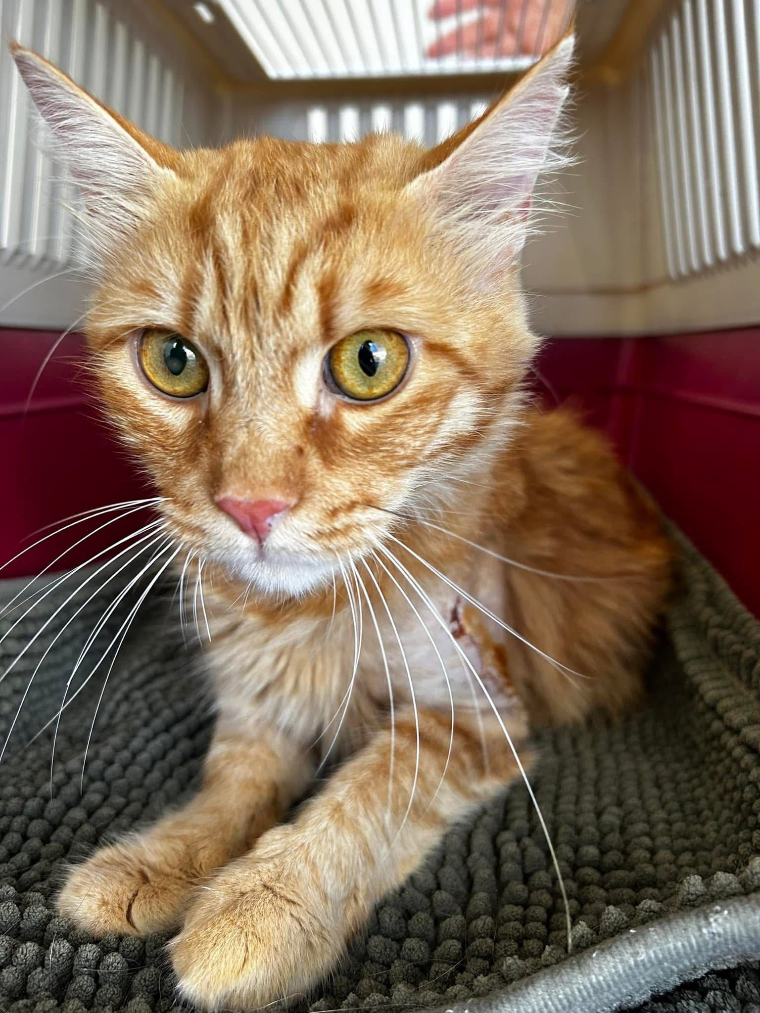 A ginger cat recovering at iVet Animal Clinic