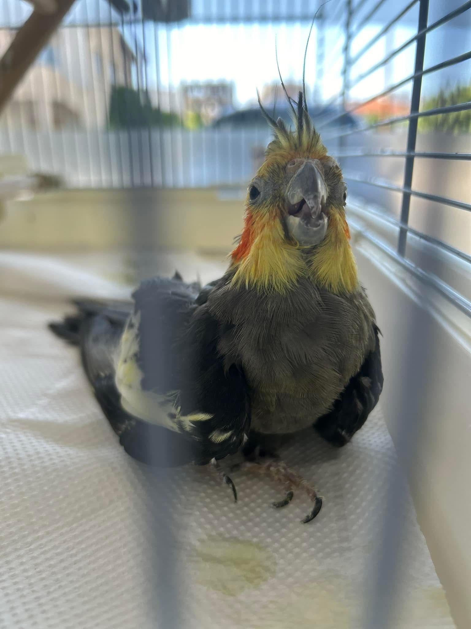 A cockatiel being treated at iVet Animal Clinic